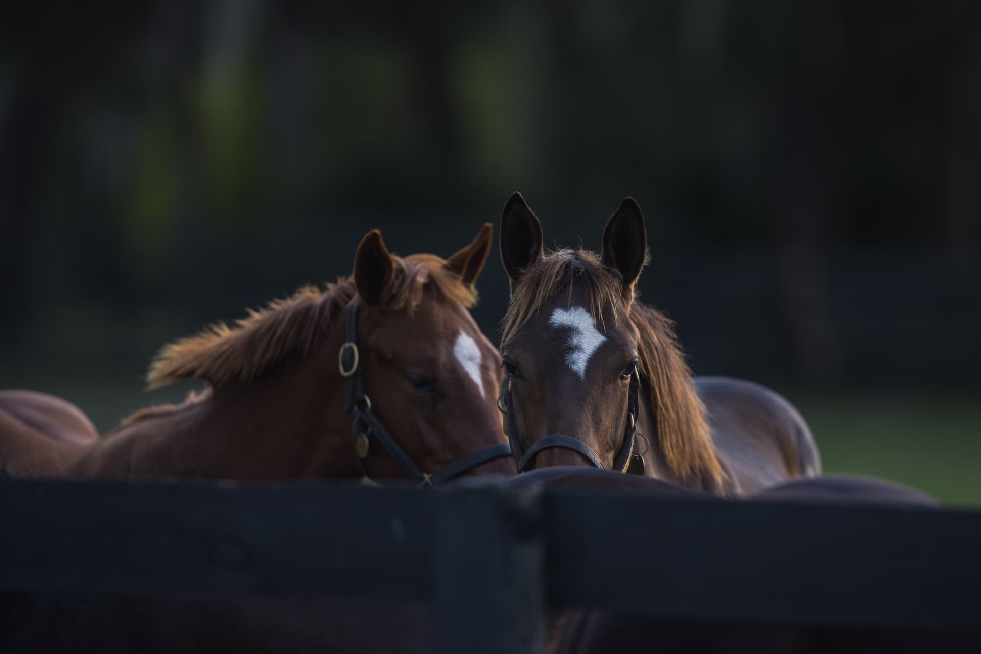 Horse racing at the track