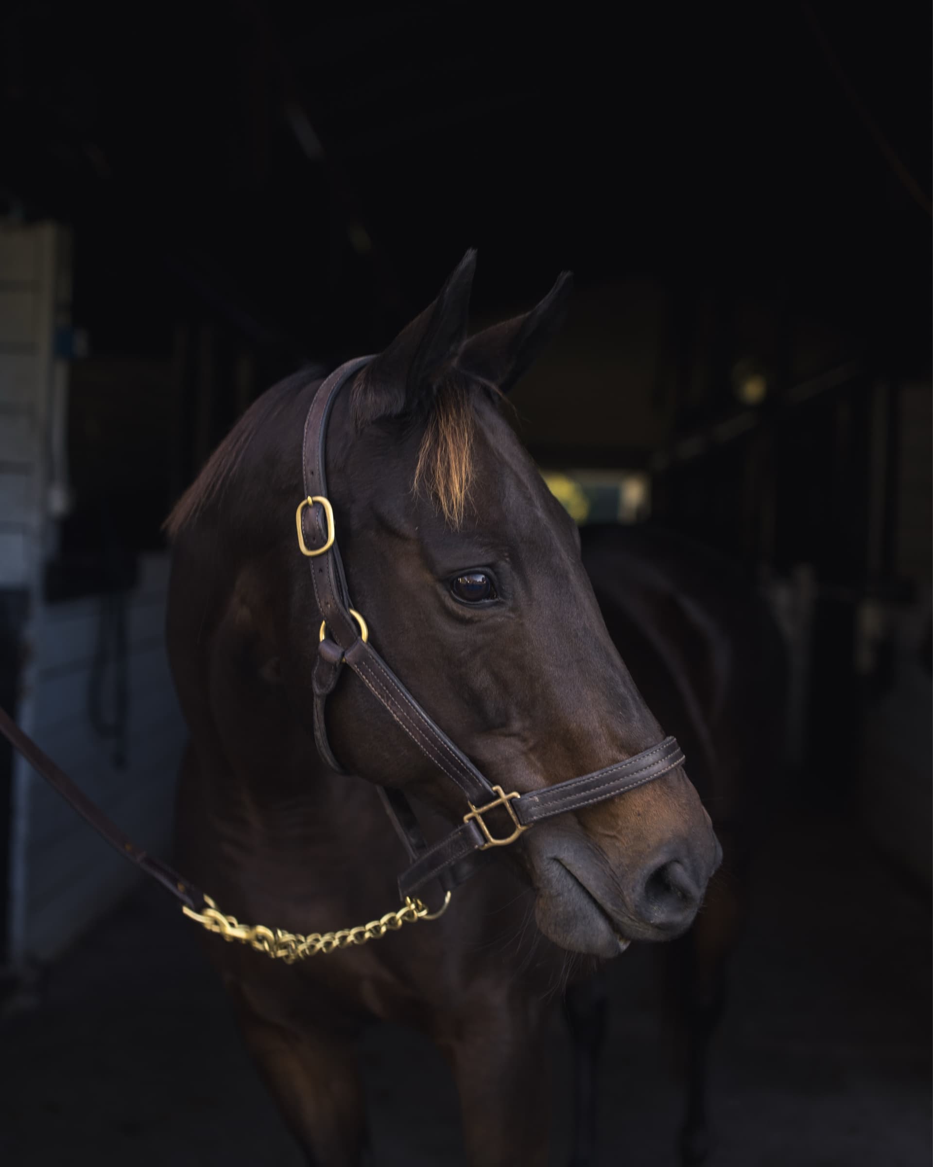 Sweetgrass photo 4